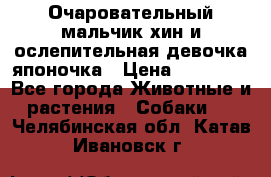 Очаровательный мальчик хин и ослепительная девочка японочка › Цена ­ 16 000 - Все города Животные и растения » Собаки   . Челябинская обл.,Катав-Ивановск г.